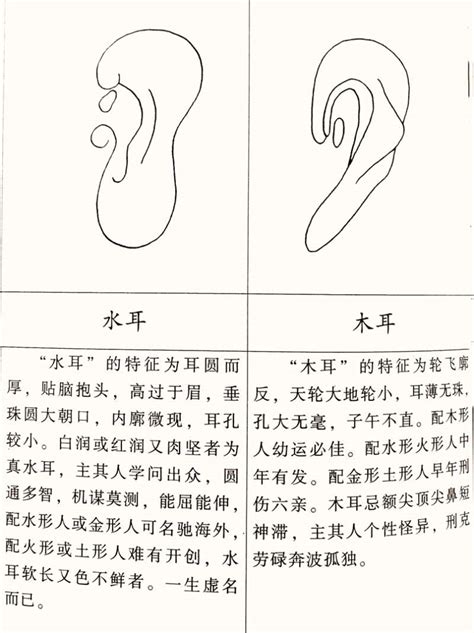 耳型 面相